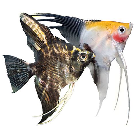 petsmart fish for sale images.